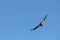 California Condor Soars on Blue Sky