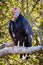 A California Condor stands proud on a branch at a Zoo in California