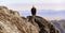 California Condor on the stone surface under sunlight near San Lucas, California