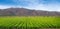 California Crop Fields