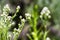 California cudweed wildflowers, Santa Clara county, south San Francisco bay area, California