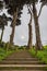 California cypress trees at the top of steps with green grass on the side