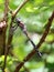 California Darner - Rhionaeschna californica