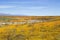 California Desert Landscape Covered in Yellow and Orange Wildflowers