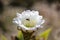 California Desert Series - White Cactus Flower - Blooms for One Day - Trichocereus thelogonus