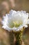 California Desert Series - White Cactus Flower - Blooms for One Day - Trichocereus thelogonus