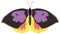 california dogface butterfly insect vector illustration transparent background