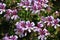 California Drought Tolerant Garden Series - Rose Geranium