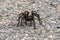 California ebony tarantula on road pavement