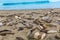 California Elephant Seals in Piedras Blancas point Big Sur