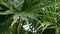 California fan palm leaf with fiber threads. Washingtonia filifera