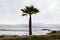 California Fan Palm Tree (Washingtonia filifera) by Pacific Ocean
