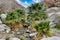 California fan palms (Washingtonia filifera) in an oasis in Anza-Borrego Desert State Park, California, USA