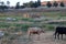 California Farm Series - Young ANGUS CATTLE in a field of flowers and hay bales