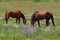 California Farms Series - Chestnut Horse with White Star grazing in a field of flowers