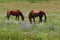 California Farms Series - Chestnut Horse with White Star grazing in a field of flowers