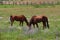 California Farms Series - Chestnut Horse with White Star grazing in a field of flowers