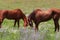 California Farms Series - Pair of Chestnut Horse with White Star grazing in a field of flowers