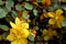 California flannelbush, Fremontodendron californicum