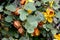California flannelbush, Fremontodendron californicum
