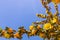 California Flannelbush Fremontodendron californicum flowering in spring, California