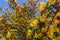 California Flannelbush Fremontodendron californicum flowering in spring, California