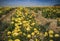 California Flower Fields, San Diego County