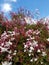 California Flower Series: Spring Bloom Climbing Jasmine
