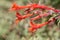 California fuchsia epilobium canum flowers