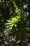 California Garden Series - Bright green flowering Euphorbia plant