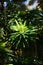 California Garden Series - Bright green flowering Euphorbia plant