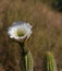 California Garden Series - Large White Blossom on Cactus Plant - Golden Torch Cactus (Trichocereus ‘Spachiana’)