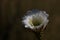 California Garden Series - Large White Blossom on Cactus Plant - Golden Torch Cactus (Trichocereus ‘Spachiana’)