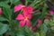 California Garden Series - Mandevilla Vine - Apocynaceae
