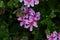 California Garden Series - Pink flowering lemon scented geranium plant