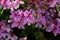 California Garden Series - Pink flowering lemon scented geranium plant