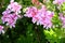 California Garden Series - Pink flowering lemon scented geranium plant