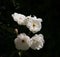 California Garden Series - White Shrub Roses in Bloom