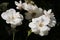 California Garden Series - White Shrub Roses in Bloom