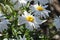 California Garden Series - White and Yellow Shasta Daisy - Leucanthemum × superbum