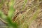 A California Garter Snake peeking its head out among the grass trail side in a San Francisco Bay Area Park