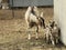 California goats. goat is looking for two young goat kids