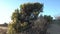 California Golden Bush, desert plants autumn season