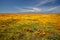 California Golden Orange Poppies and yellow green desert sage flowers under cirrus sky in the high desert of southern California