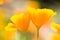 California golden poppies