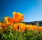 California Golden Poppies against a blue sky