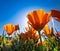 California Golden Poppies against a blue sky