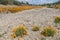 California golden poppies in bloom alongside Taylor River in Marlborough, New Zealand