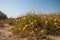 California golden poppies in bloom, clear blue sky