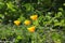 California golden poppies with green background.